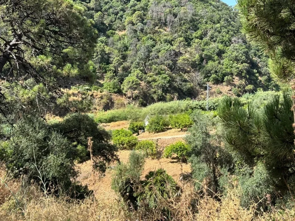 Finca Ecológica con Limones Todo el Año – A orillas del Río Padrón