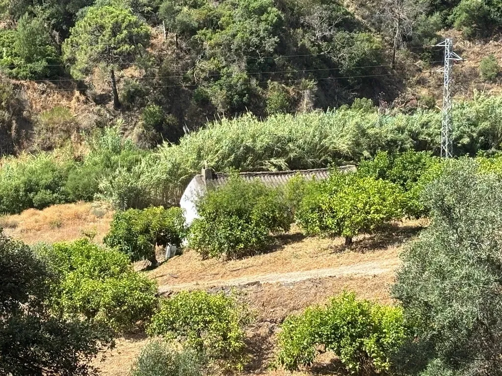 Finca Ecológica con Limones Todo el Año – A orillas del Río Padrón