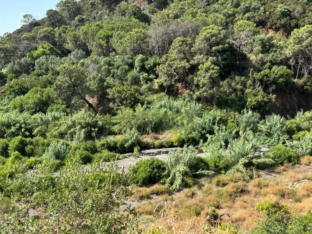 Finca Ecológica con Limones Todo el Año – A orillas del Río Padrón