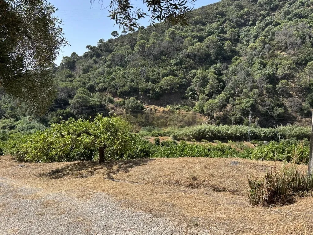 Finca Ecológica con Limones Todo el Año – A orillas del Río Padrón