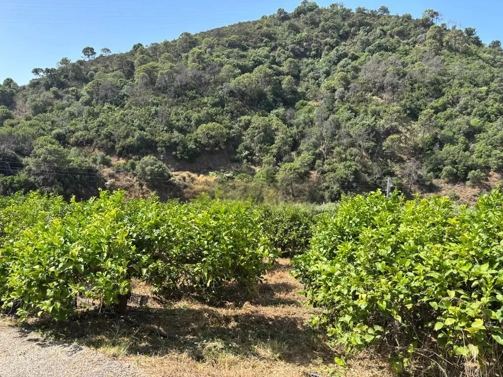 Finca Ecológica con Limones Todo el Año – A orillas del Río Padrón